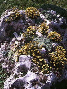 Альпинарий фото - растения для альпинария (28)