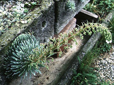 Альпинарий фото - растения для альпинария (30)