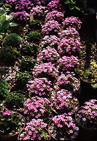 Альпинарий фото - растения для альпинария (36)