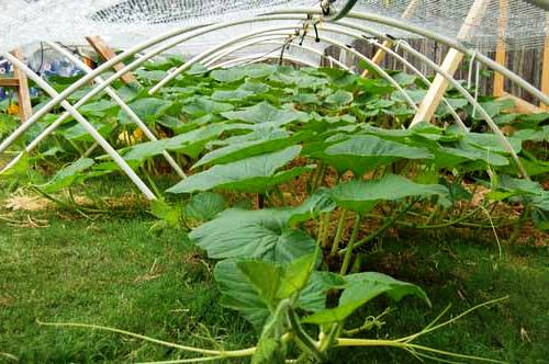 Выращивание тыквы (9)