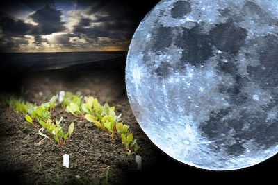 Луна и растения (4)