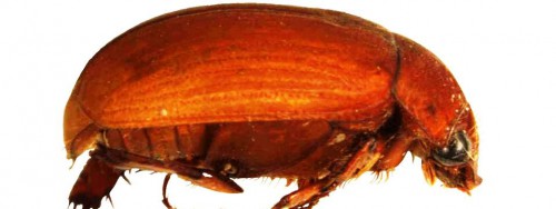 Борьба с майским жуком - борьба с личинкой майского жука (1)