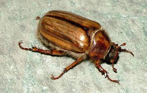 Борьба с майским жуком - борьба с личинкой майского жука (3)