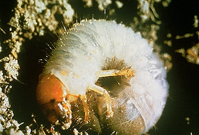 Борьба с майским жуком - борьба с личинкой майского жука (6)