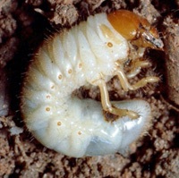 Борьба с майским жуком - борьба с личинкой майского жука (8)