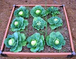 Выращивание овощей в теплицах - как вырастить капусту и помидоры (1)