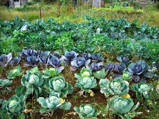 Выращивание овощей в теплицах - как вырастить капусту и помидоры (3)