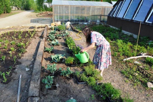 Выращивание овощей в теплицах - как вырастить капусту и помидоры (7)