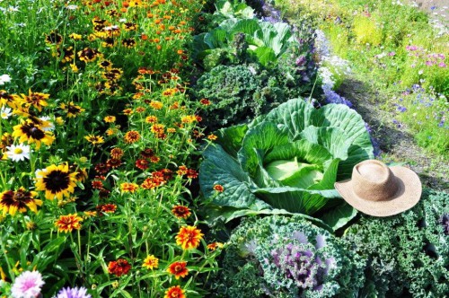 Выращивание овощей в теплицах - как вырастить капусту и помидоры (8)