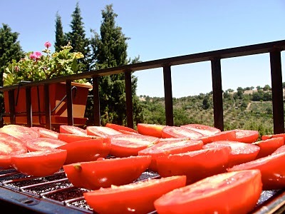 Выращивание овощей в теплицах - как вырастить капусту и помидоры (11)