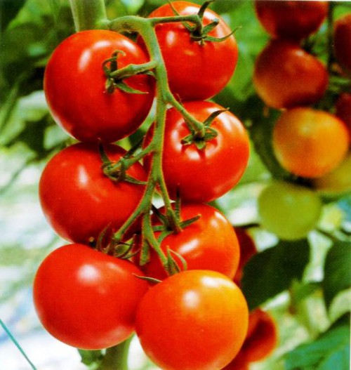 Выращивание овощей в теплицах - как вырастить капусту и помидоры (12)