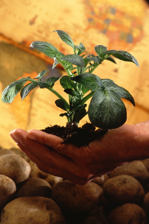 Выращивание раннего картофеля - картофель рассадой (2)
