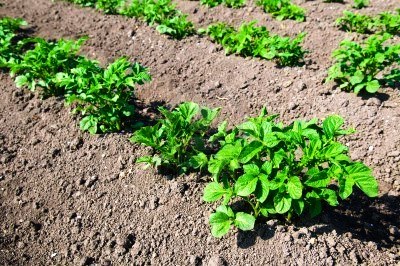 Выращивание раннего картофеля - картофель рассадой (3)