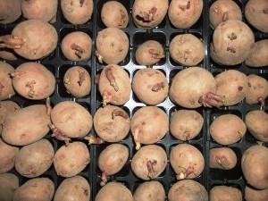 Выращивание раннего картофеля - картофель рассадой (4)
