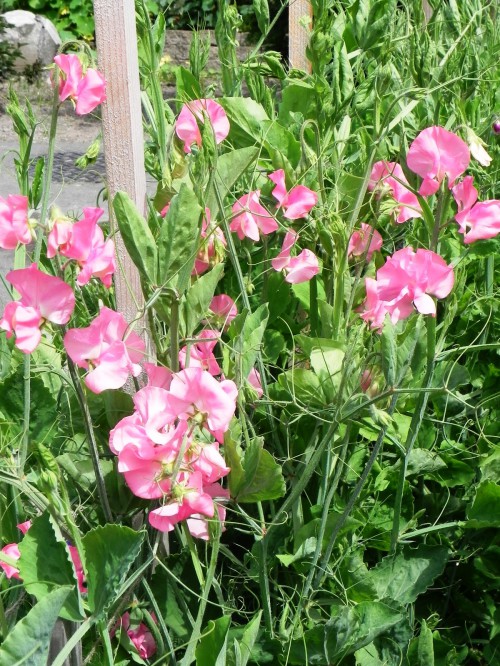Душистый горошек - вьющиеся цветы (9)