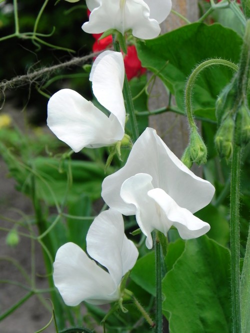 Душистый горошек - вьющиеся цветы (10)
