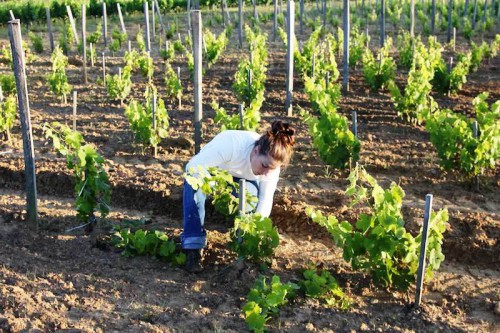 Подвязки для винограда - уход за виноградом (2)