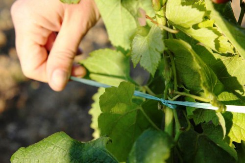 Подвязки для винограда - уход за виноградом (3)