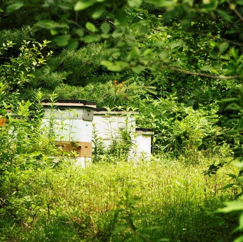 Пчеловодство для чайников - как заниматься пчеловодством (1)