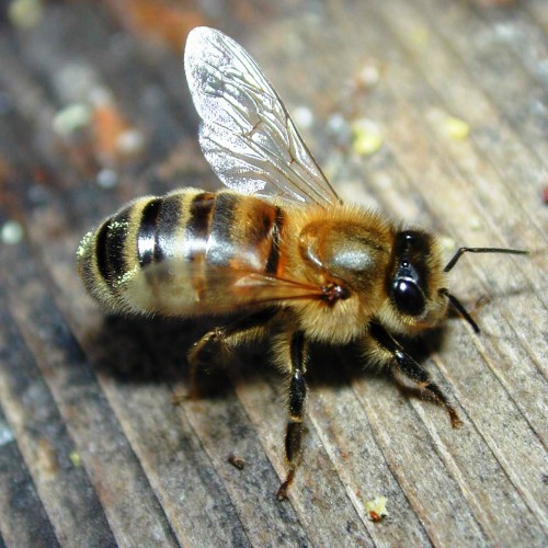 Пчеловодство для чайников - как заниматься пчеловодством (2)