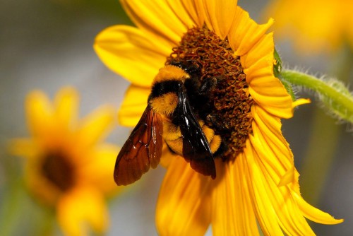 Пчеловодство для чайников - как заниматься пчеловодством (3)
