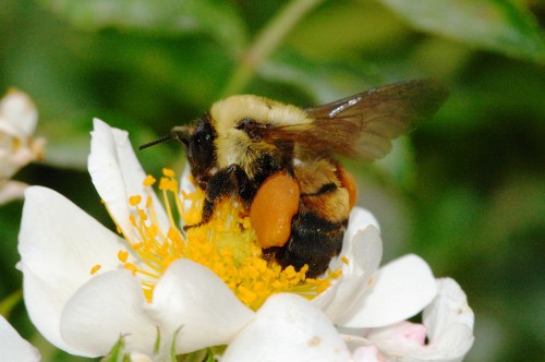 Пчеловодство для чайников - как заниматься пчеловодством (6)