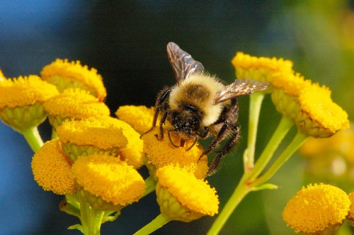 Пчеловодство для чайников - как заниматься пчеловодством (7)