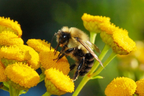 Пчеловодство для чайников - как заниматься пчеловодством (8)