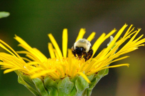 Пчеловодство для чайников - как заниматься пчеловодством (9)