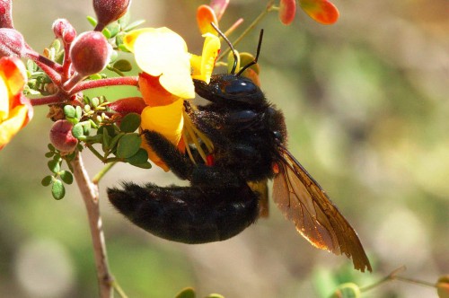 Пчеловодство для чайников - как заниматься пчеловодством (12)