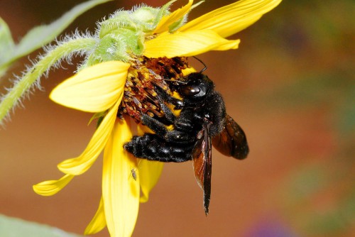 Пчеловодство для чайников - как заниматься пчеловодством (14)