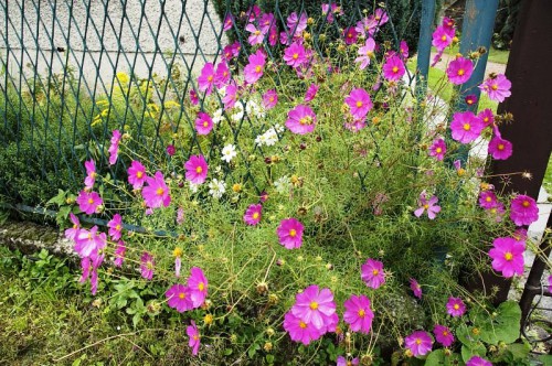 Рабатка - фото цветников (4)