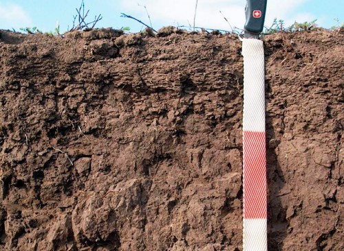 Состав почвы - определение PH почвы (5)