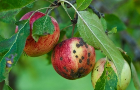 Болезни яблонь - парша (2)