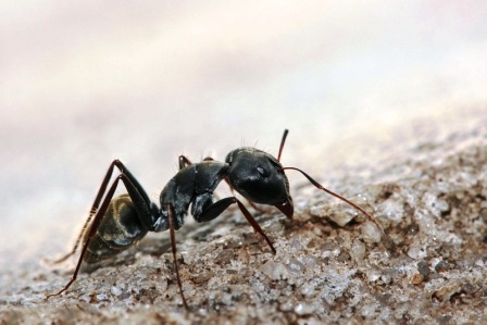 Как избавиться от муравьев на даче (1)