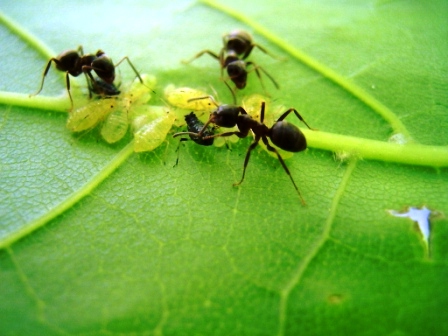 Как избавиться от муравьев на даче (2)