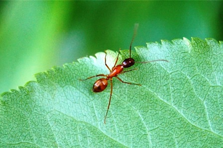 Как избавиться от муравьев на даче (3)
